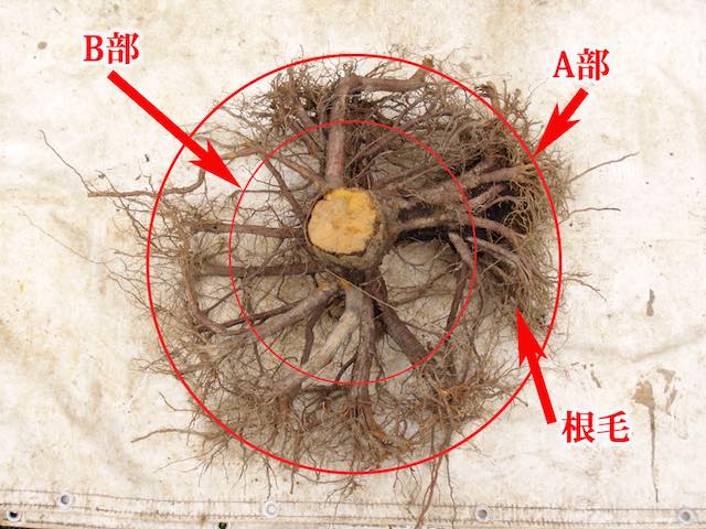 根の根毛の様子