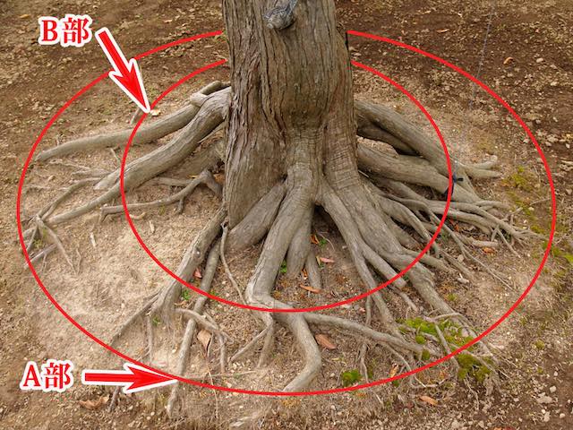 根を掘る場所の様子