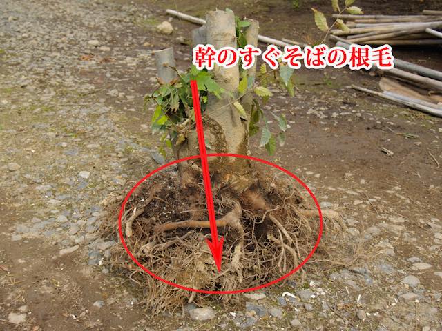 幹の近くにある根毛