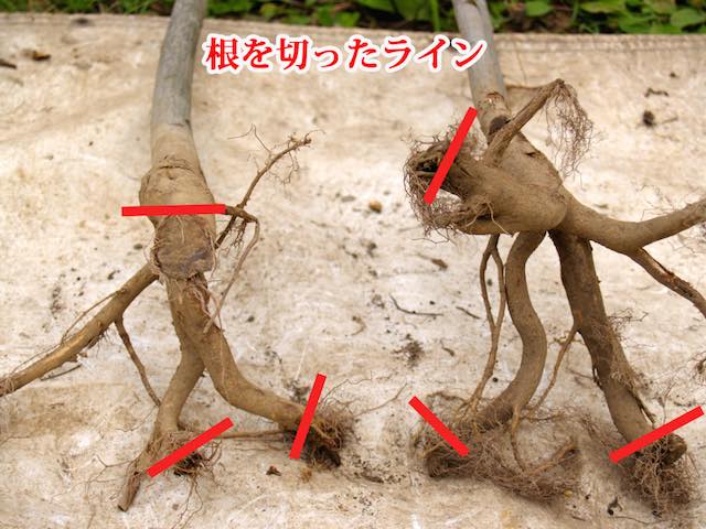 根を切った後の様子