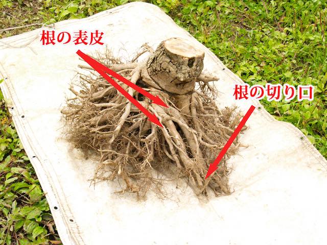 根の先端の様子