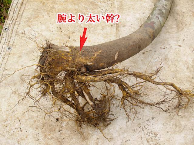 根から根毛が出る様子