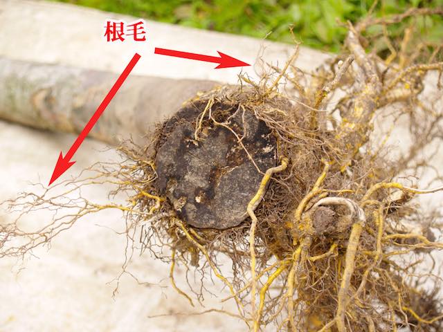 切り口から根を出す様子