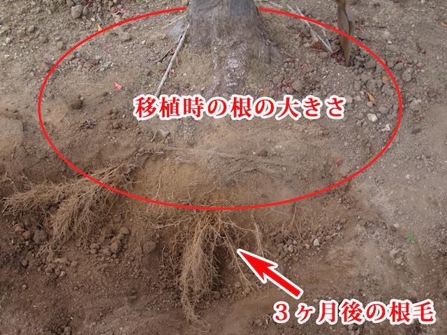 根から根毛が出る様子