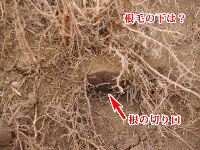 根の切り口の様子