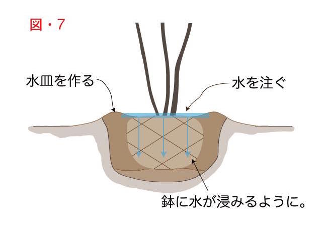 木の植え方で説明用の水を与える為の水皿のようす