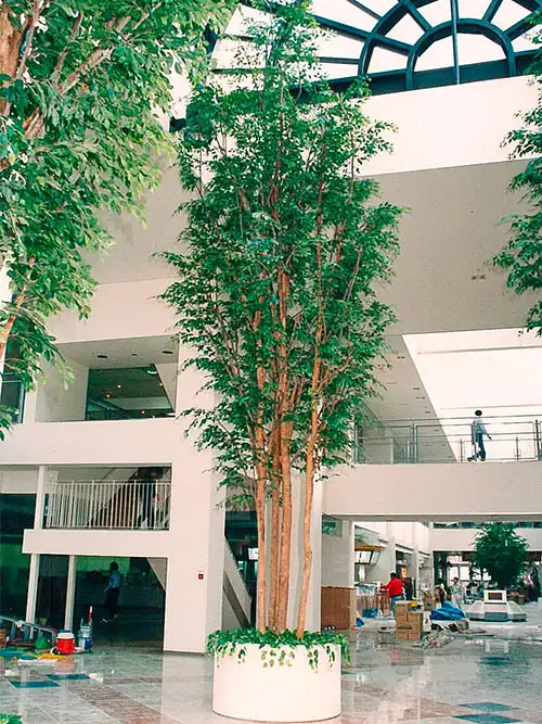 人工樹木ベンジャミン大型9m、設置完了