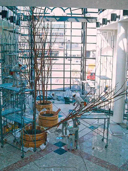 人工樹木ベンジャミン株立、現場にて設置の様子