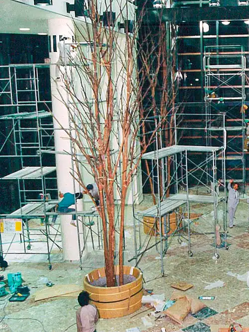 人工樹木ベンジャミン株立、現場にて設置の様子