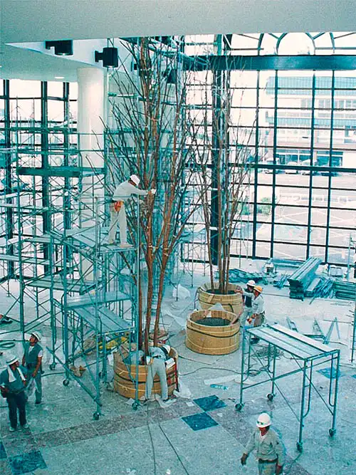 人工樹木ベンジャミン、現場にて株立の枝ぶり調整の様子