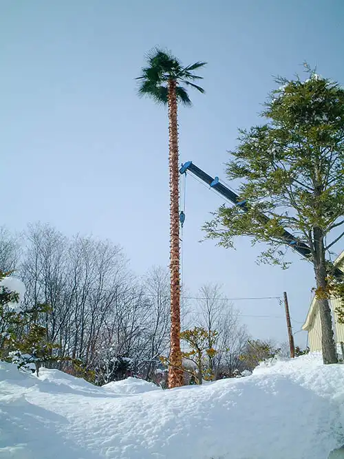 人工樹木ヤシの木を、工場前にて実際に立てて最終確認をしている様子