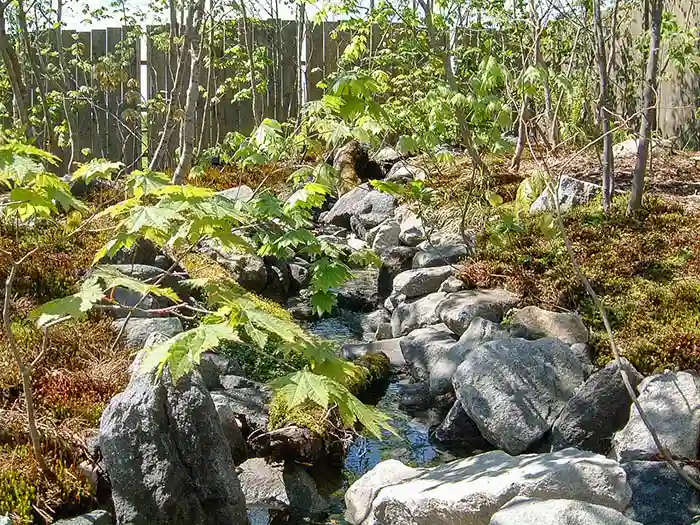 ビオガーデンの小川の山野草