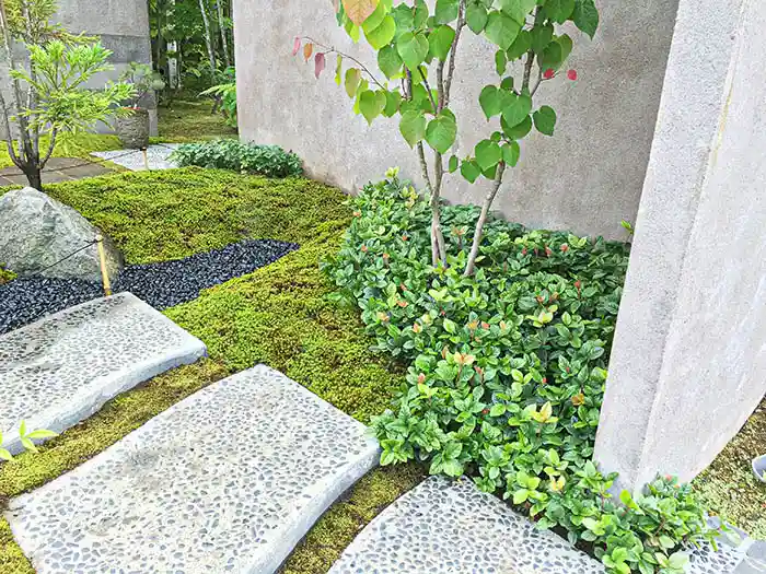 苔庭の根締め植物