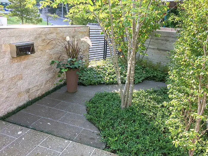 グランドカバーで覆った小さな庭