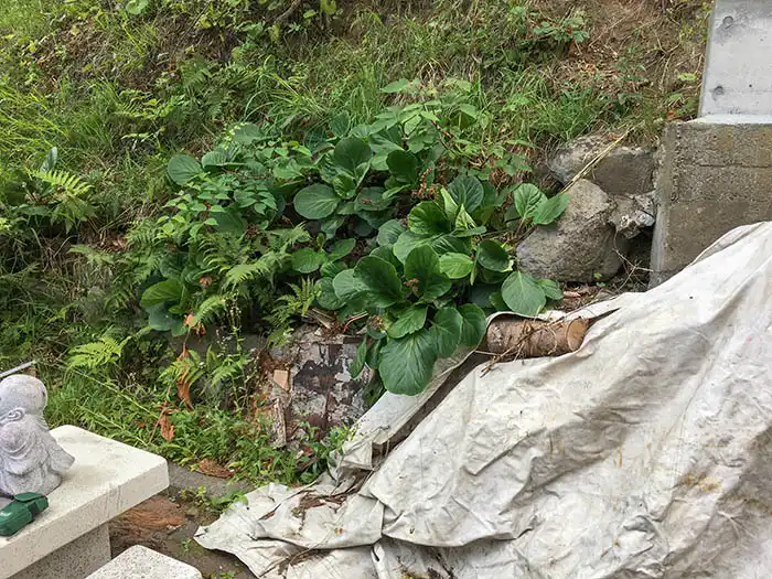 個人宅裏庭、法面を利用した滝造成工事、着工前の状態