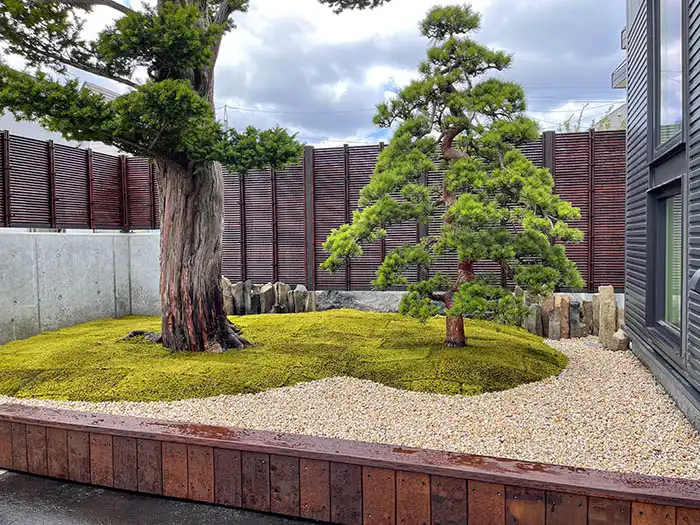 松とオンコを植えたシンプルな苔庭