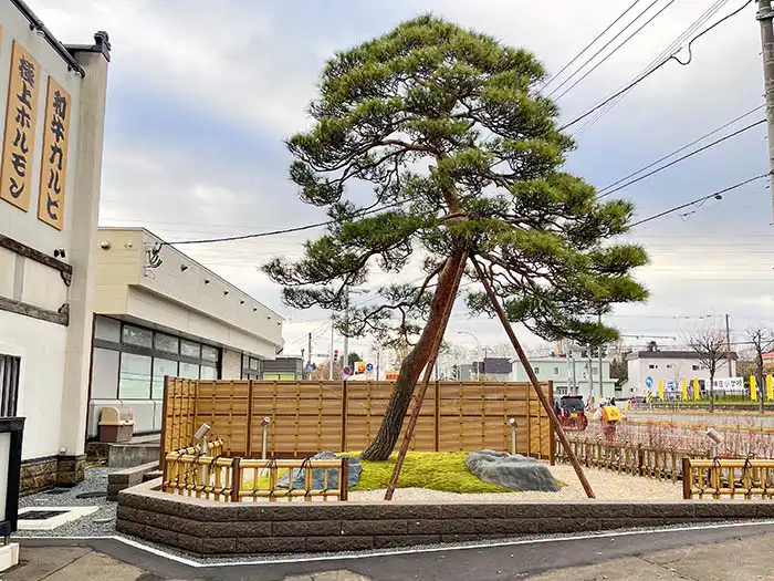 軟石積みと竹垣と赤松