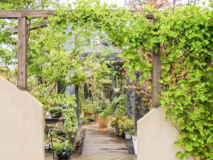 ガーデニングコーナーのクレマチス